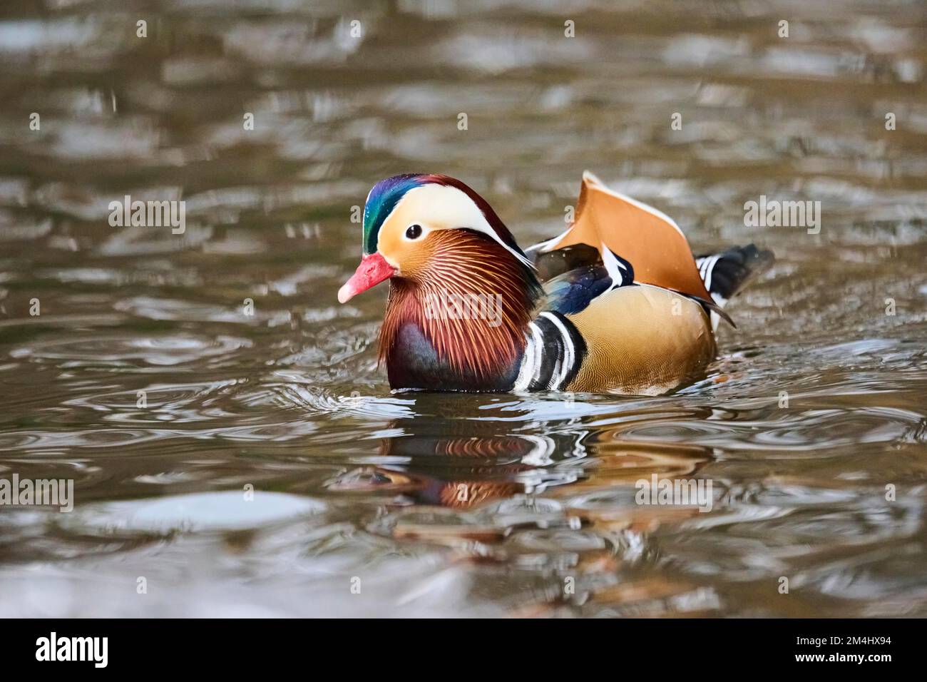 Mandarin duck (Aix galericulata) male swimming on a lake, Bavaria ...