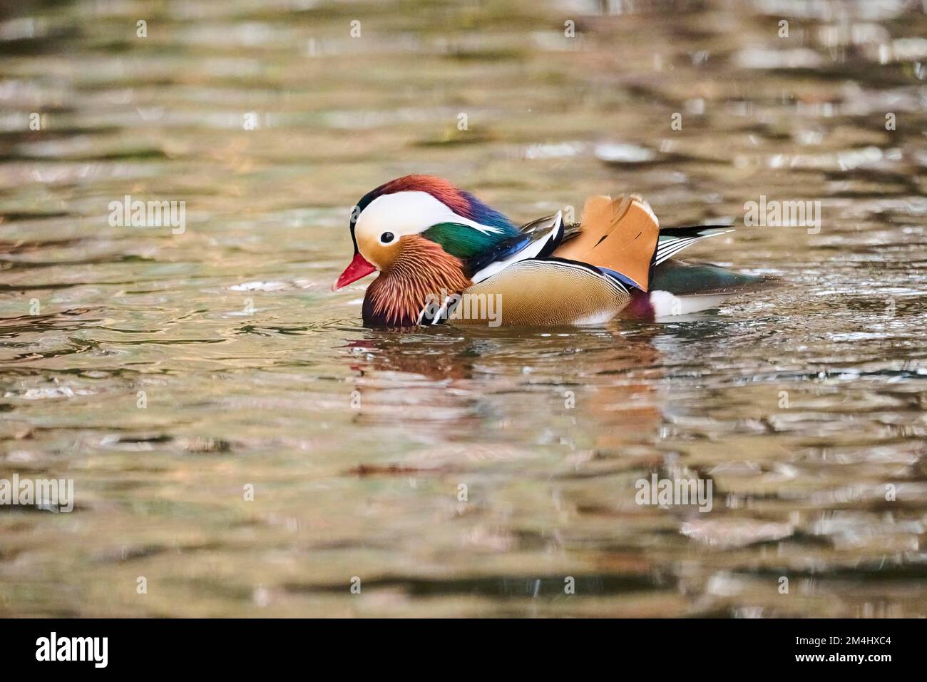 Mandarin duck (Aix galericulata) male swimming on a lake, Bavaria ...
