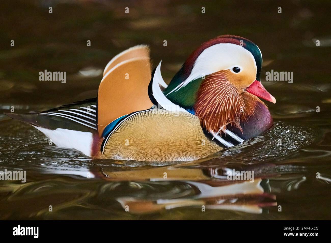 Mandarin duck (Aix galericulata) male swimming on a lake, Bavaria ...