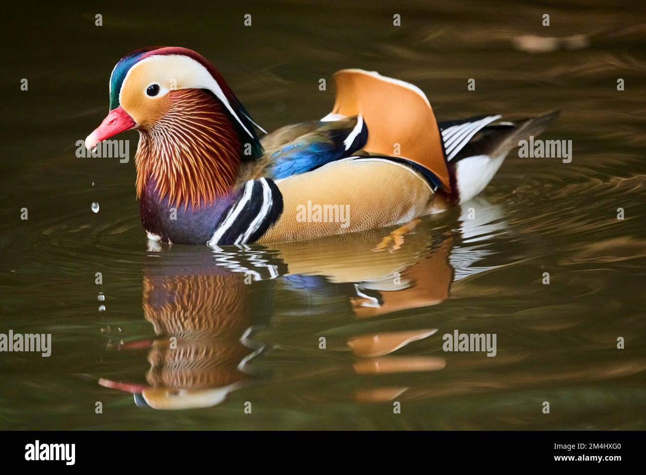Mandarin duck (Aix galericulata) male swimming on a lake, Bavaria ...