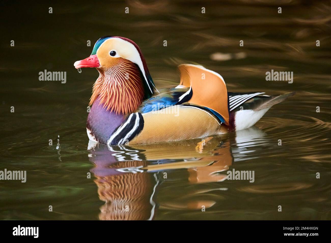 Mandarin duck (Aix galericulata) male swimming on a lake, Bavaria ...