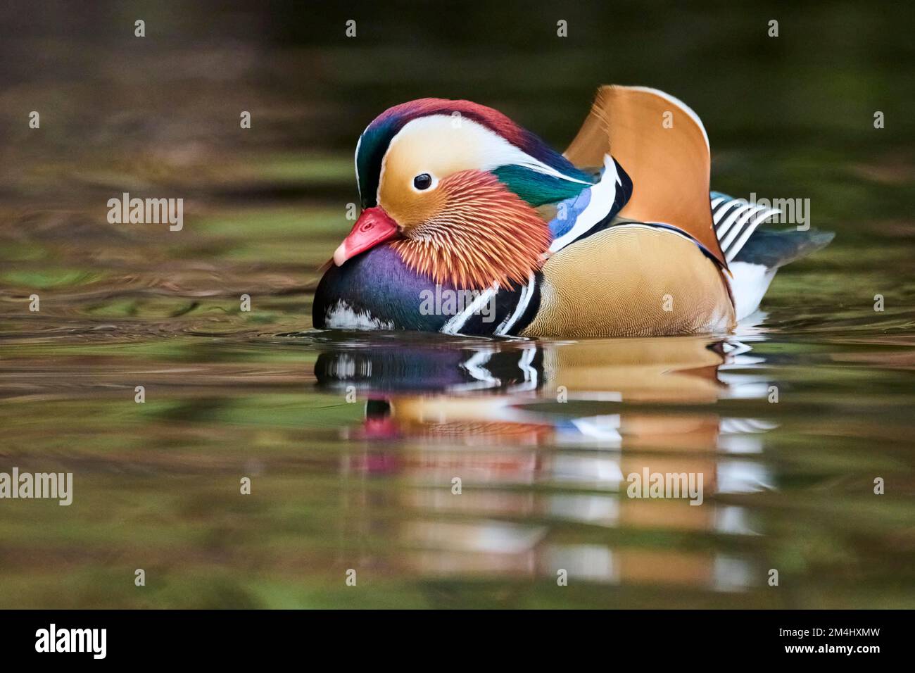 Mandarin duck (Aix galericulata) male swimming on a lake, Bavaria ...
