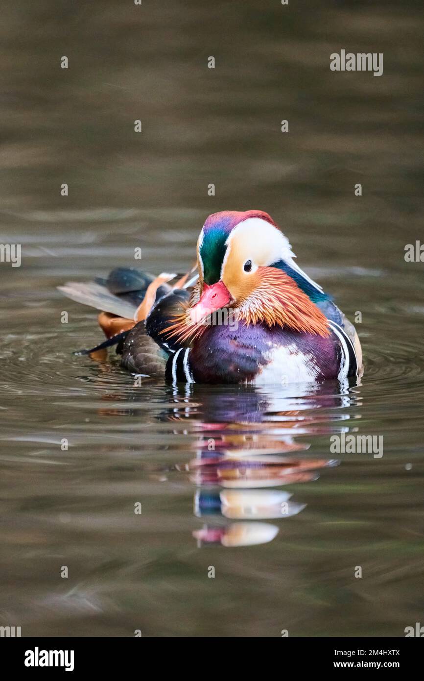 Mandarin duck (Aix galericulata) male swimming on a lake, Bavaria ...