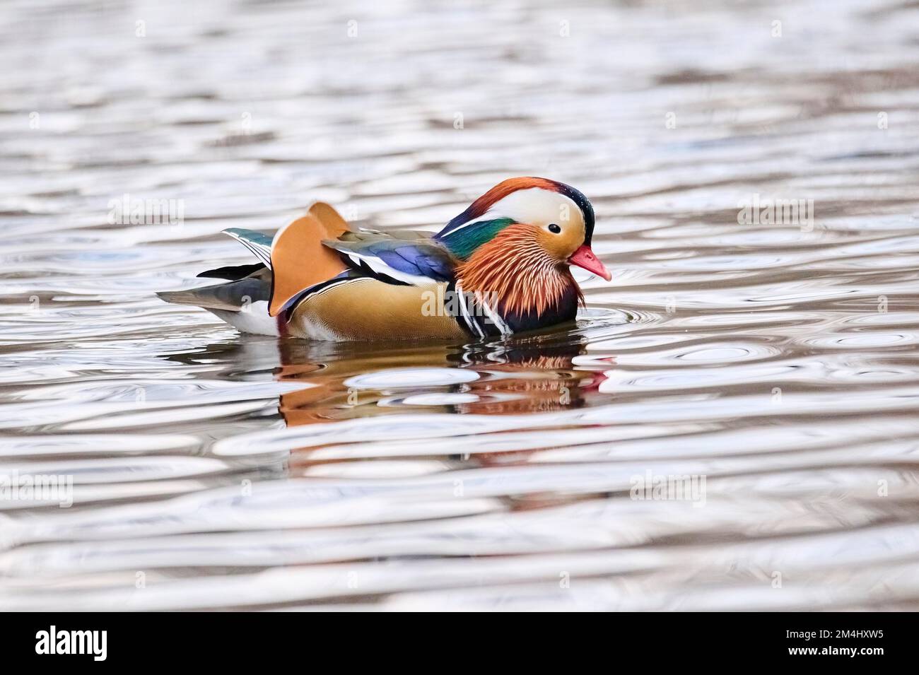 Mandarin duck (Aix galericulata) male swimming on a lake, Bavaria ...
