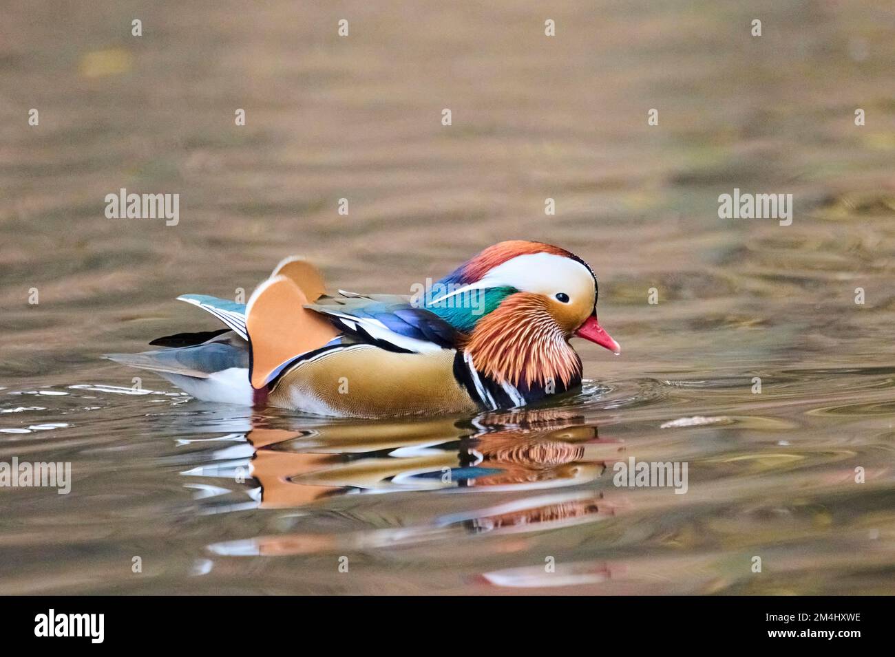 Mandarin duck (Aix galericulata) male swimming on a lake, Bavaria ...