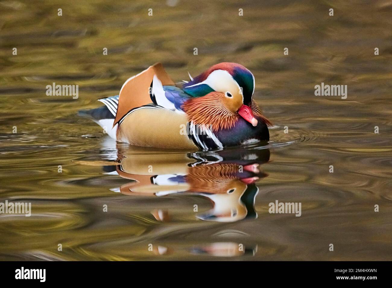 Mandarin duck (Aix galericulata) male swimming on a lake, Bavaria ...