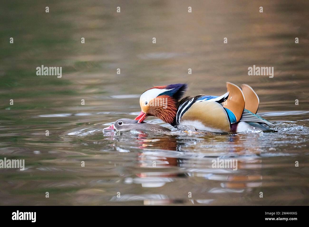 Mandarin duck (Aix galericulata) male and female mating on a lake, Bavaria, Germany Stock Photo