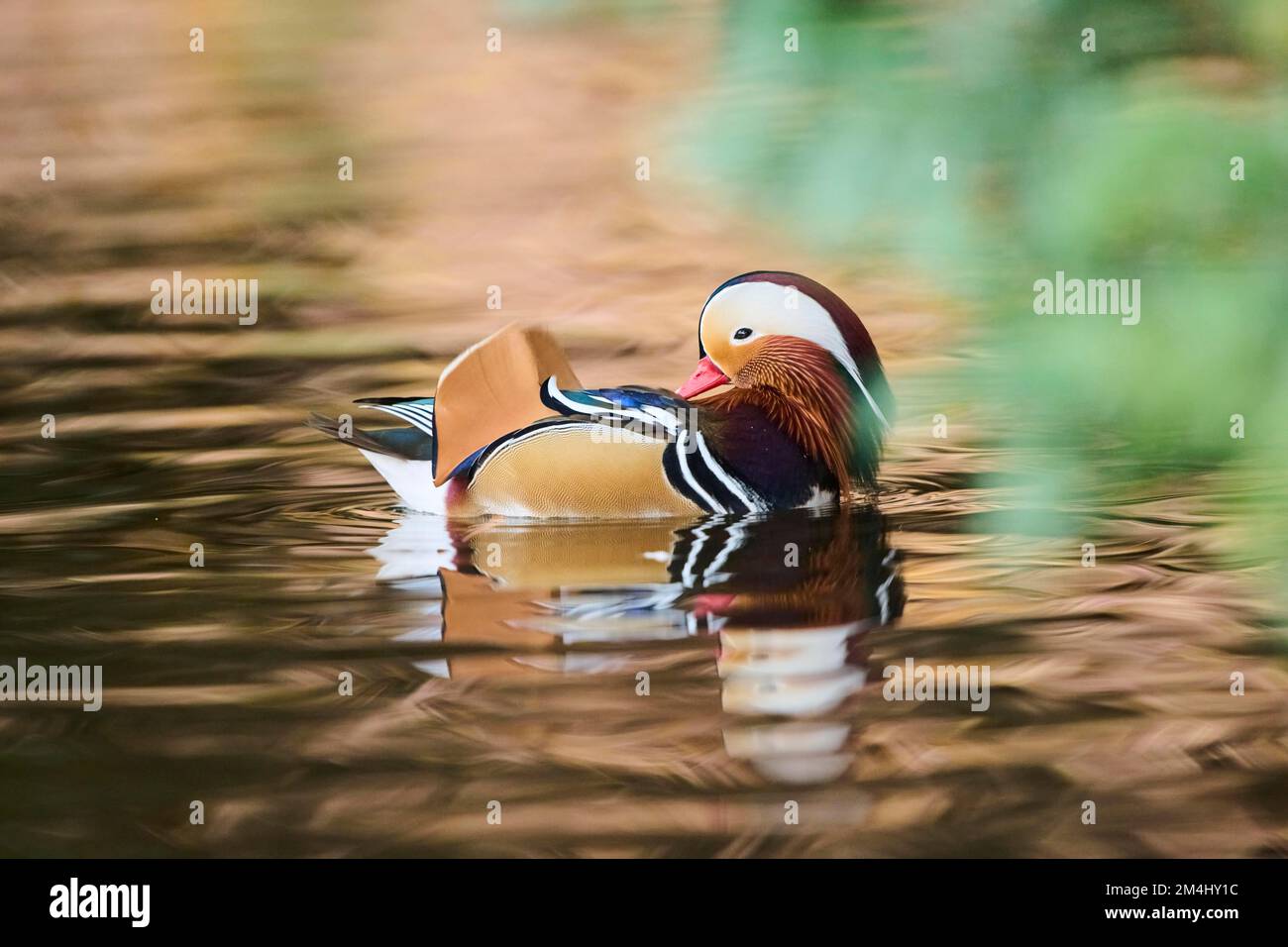 Mandarin duck (Aix galericulata) male swimming on a lake, Bavaria ...
