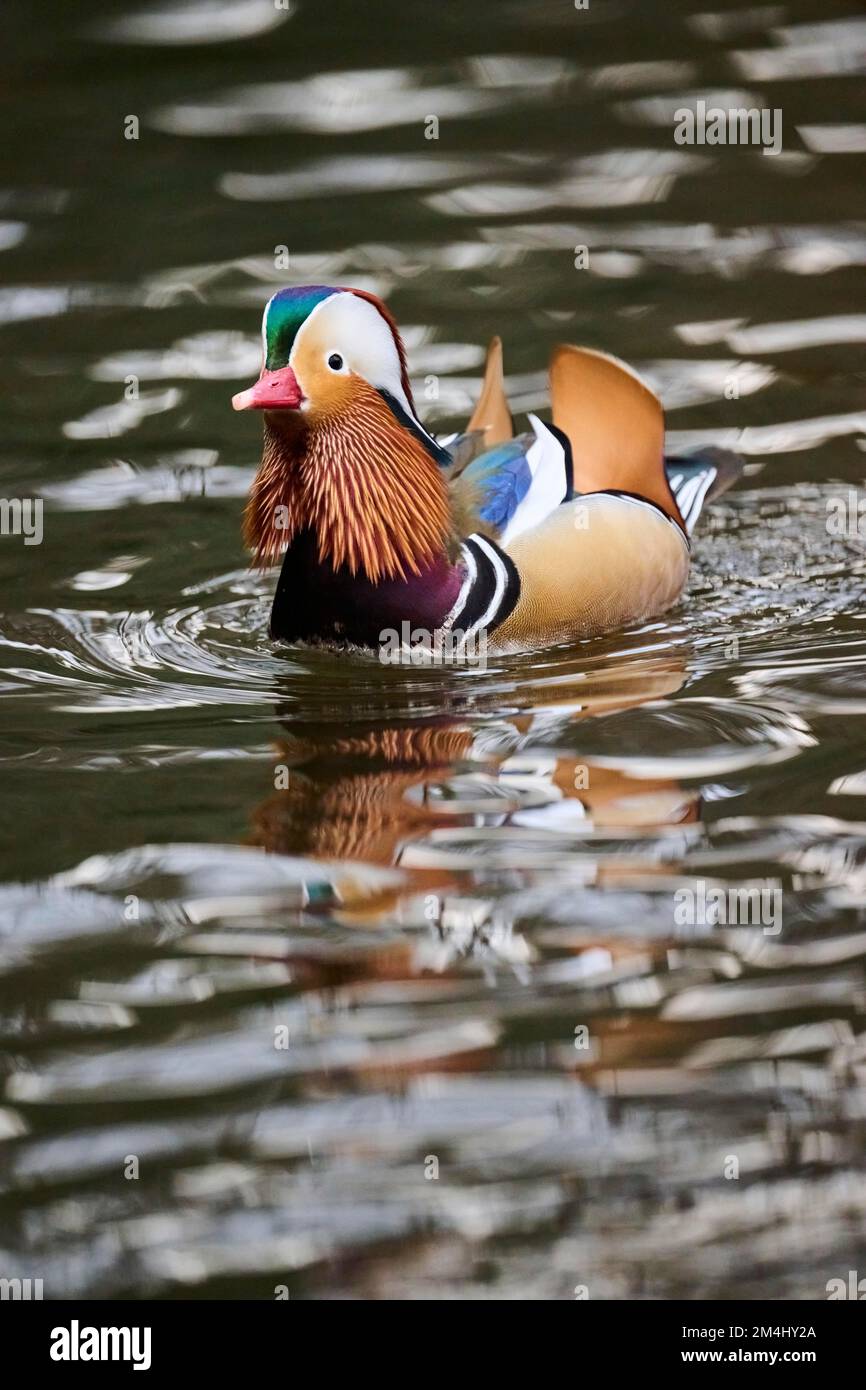 Mandarin duck (Aix galericulata) male swimming on a lake, Bavaria ...