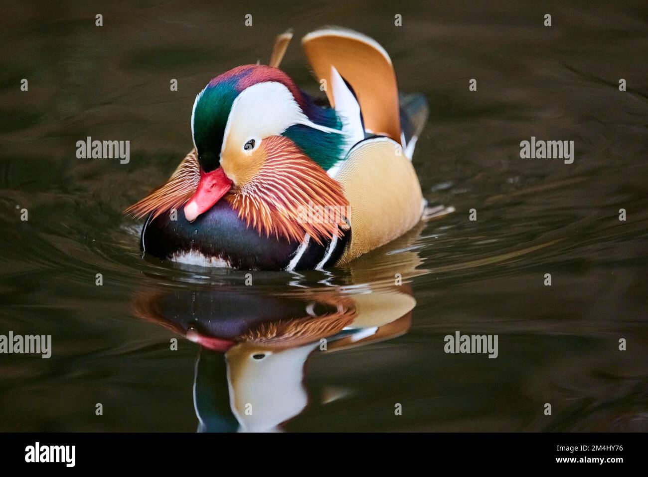 Mandarin duck (Aix galericulata) male swimming on a lake, Bavaria ...