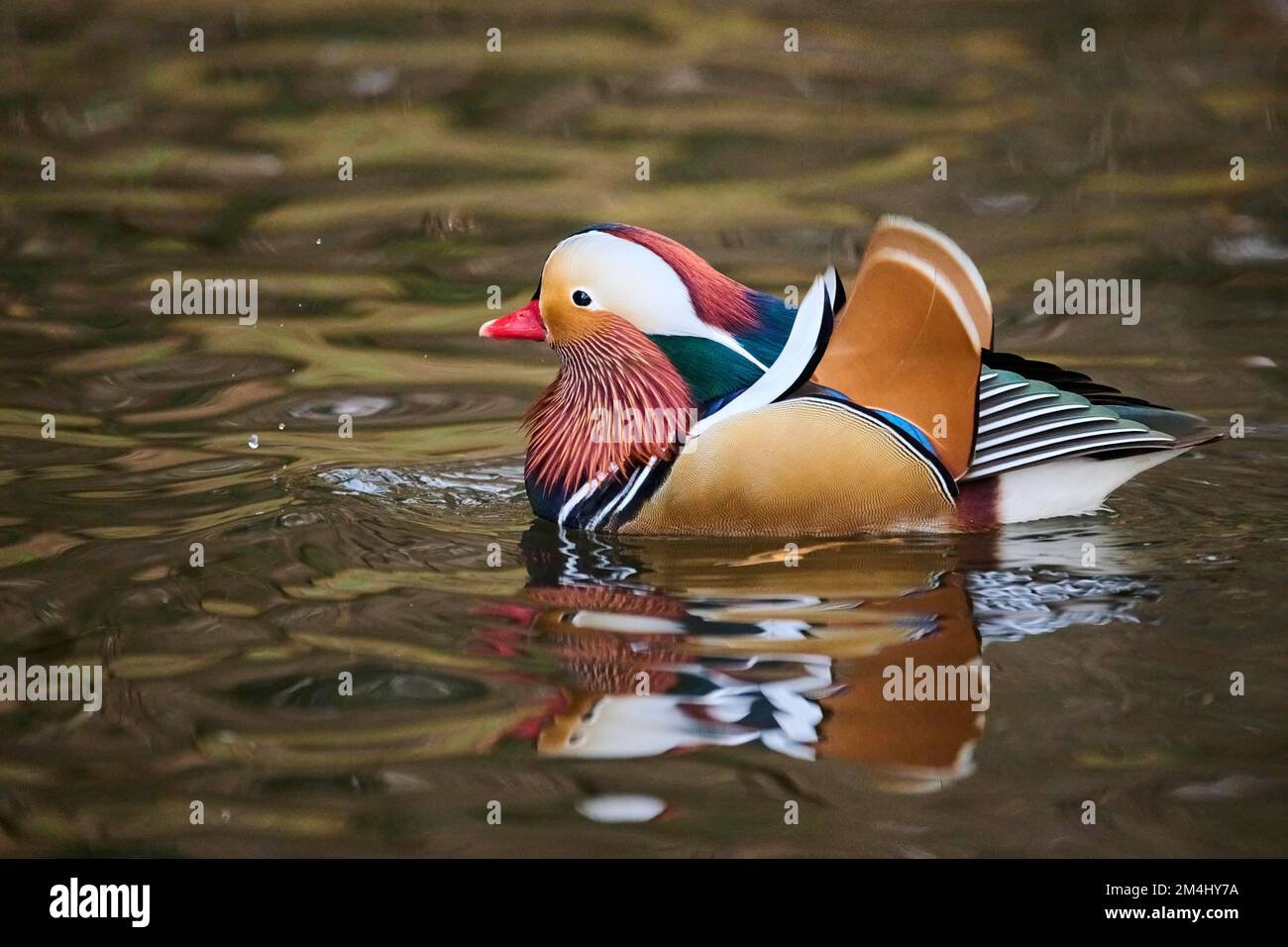 Mandarin duck (Aix galericulata) male swimming on a lake, Bavaria ...