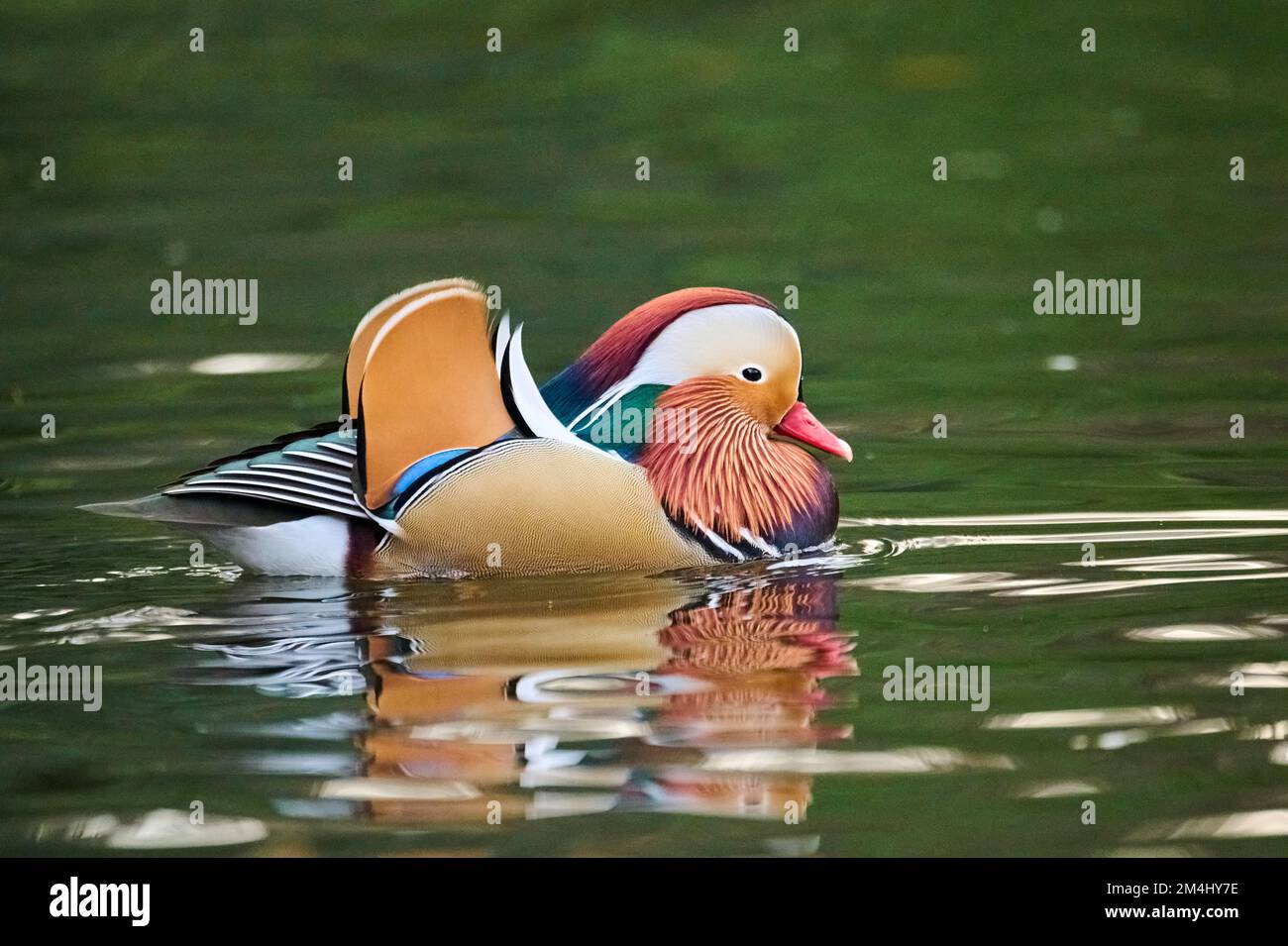 Mandarin duck (Aix galericulata) male swimming on a lake, Bavaria ...