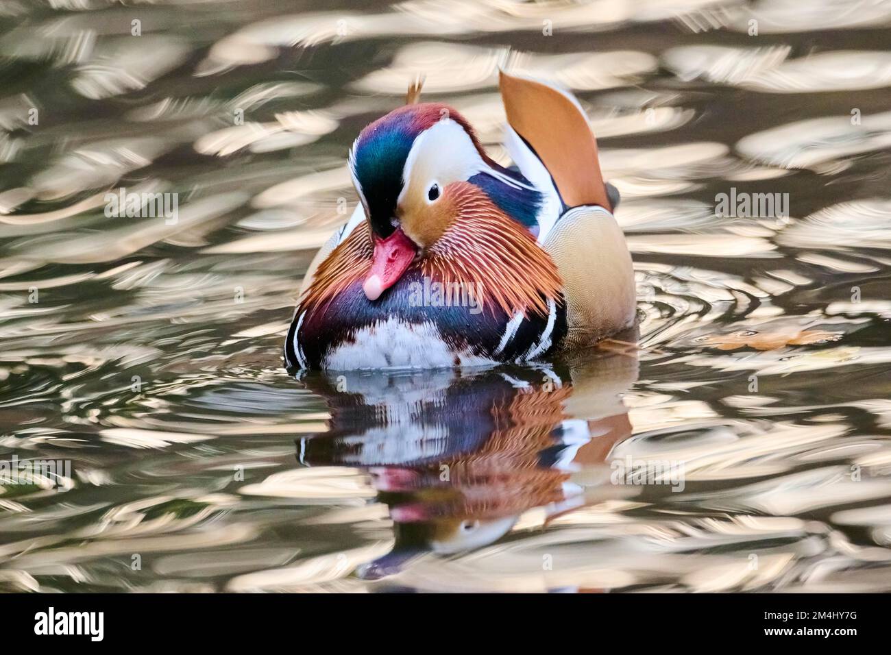 Mandarin duck (Aix galericulata) male swimming on a lake, Bavaria ...