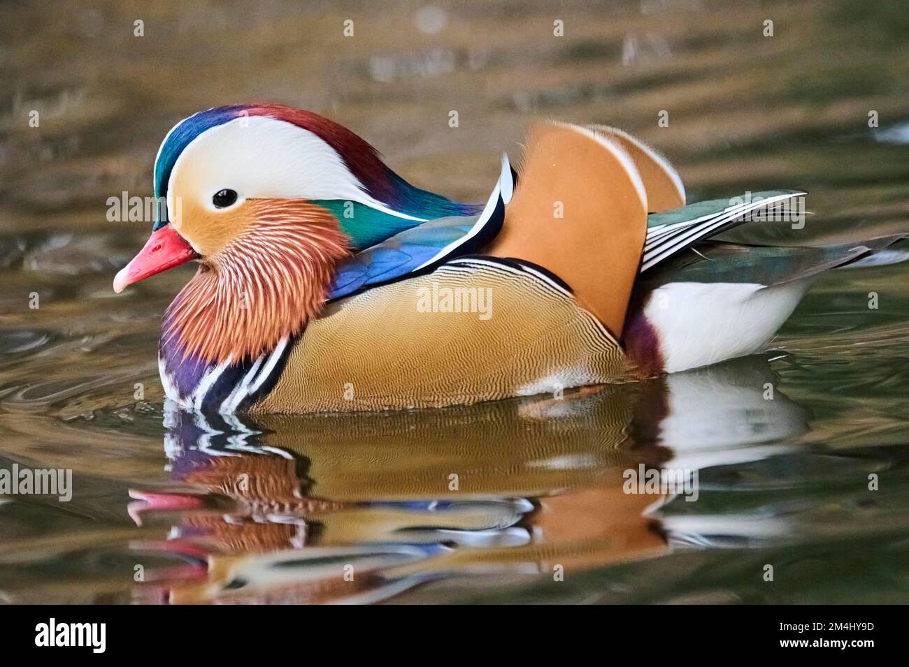 Mandarin duck (Aix galericulata) male swimming on a lake, Bavaria ...