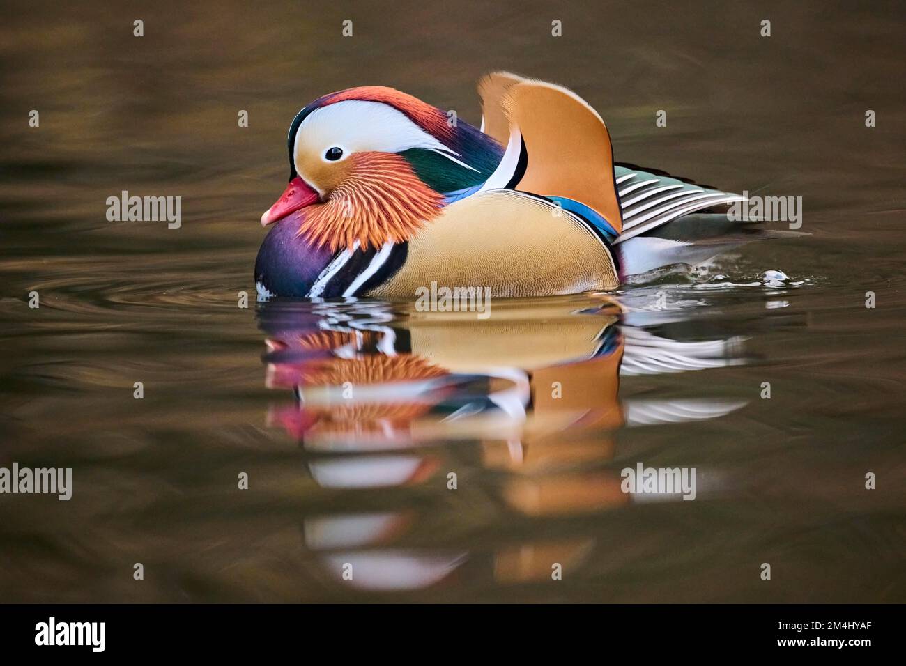 Mandarin duck (Aix galericulata) male swimming on a lake, Bavaria ...