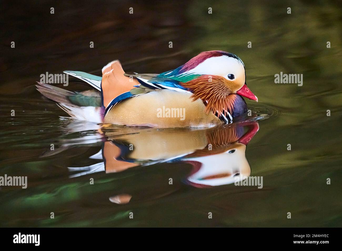 Mandarin duck (Aix galericulata) male swimming on a lake, Bavaria ...