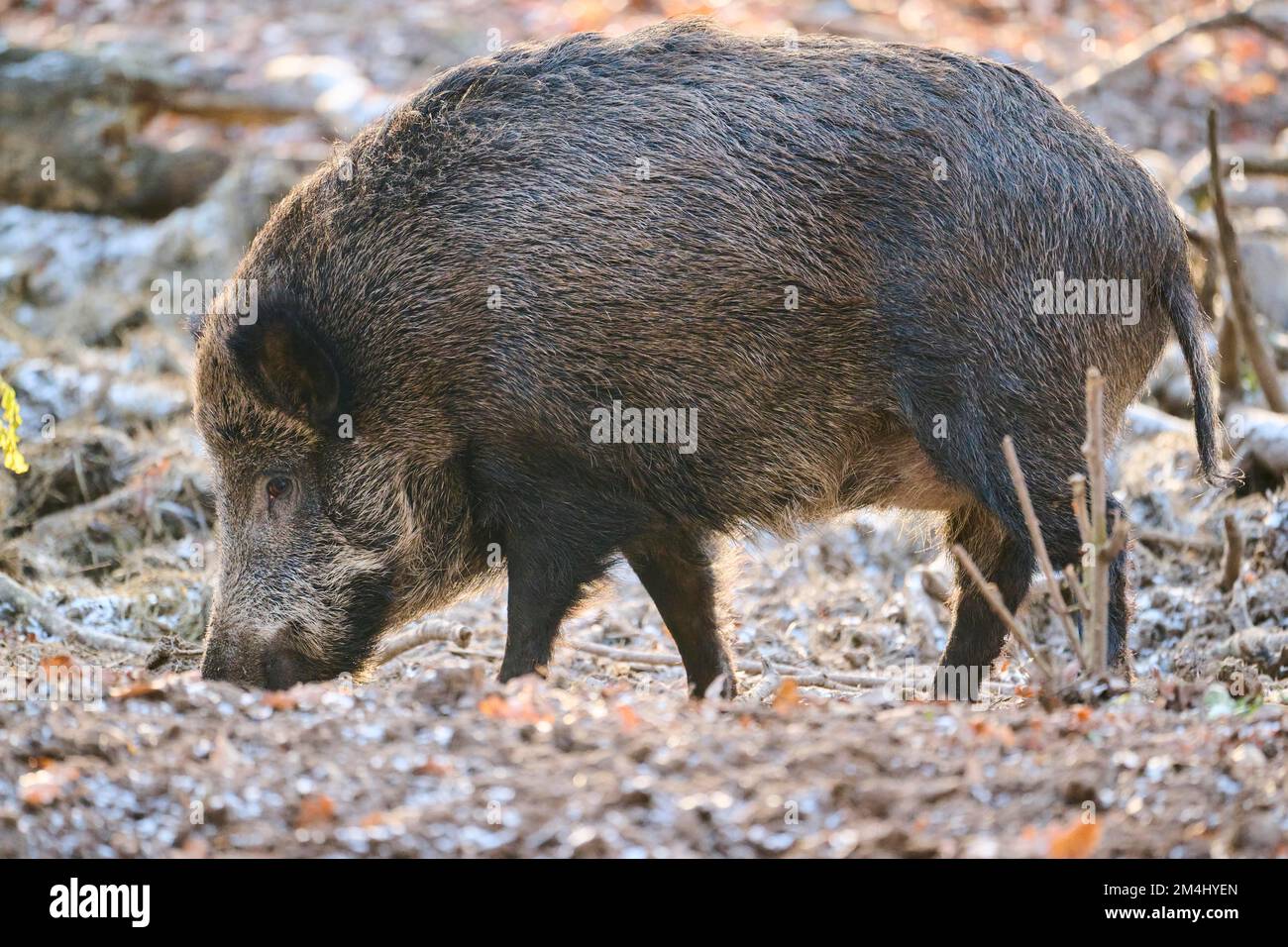 Central European boar (Sus scrofa scrofa) in a forest, Bavaria, Germany Stock Photo