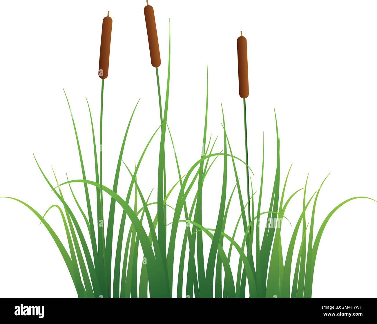 Marsh reed. Realistic pond vegetation. Green grass Stock Vector
