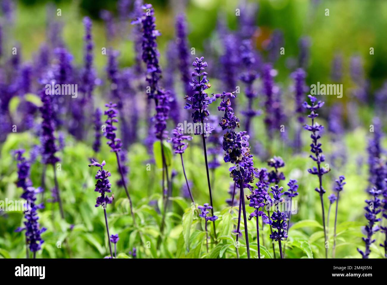 A closeup shot of a Victoria blue Salvia Farinacea flowers growing in the field Stock Photo