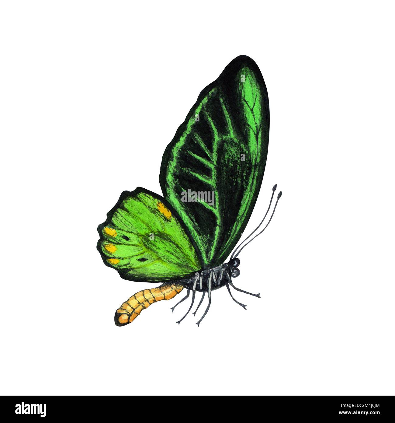 Butterfly watercolor illustration. Isolated on white background Stock ...