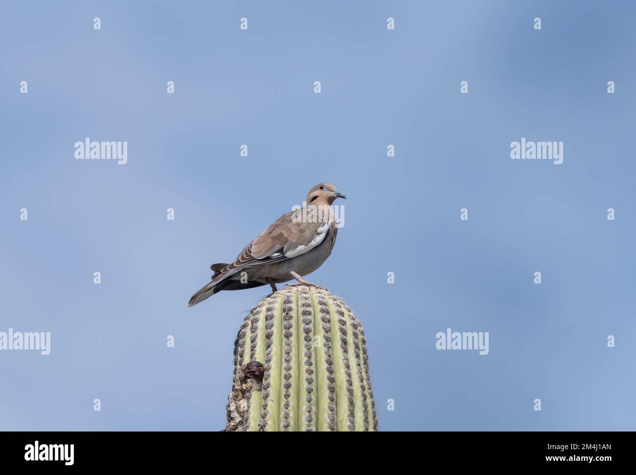 White-winged Dove (Zenaida asiatica) perched on a cactus in the Tehuacan-Cuicatlan Biosphere Reserve, Mexico Stock Photo