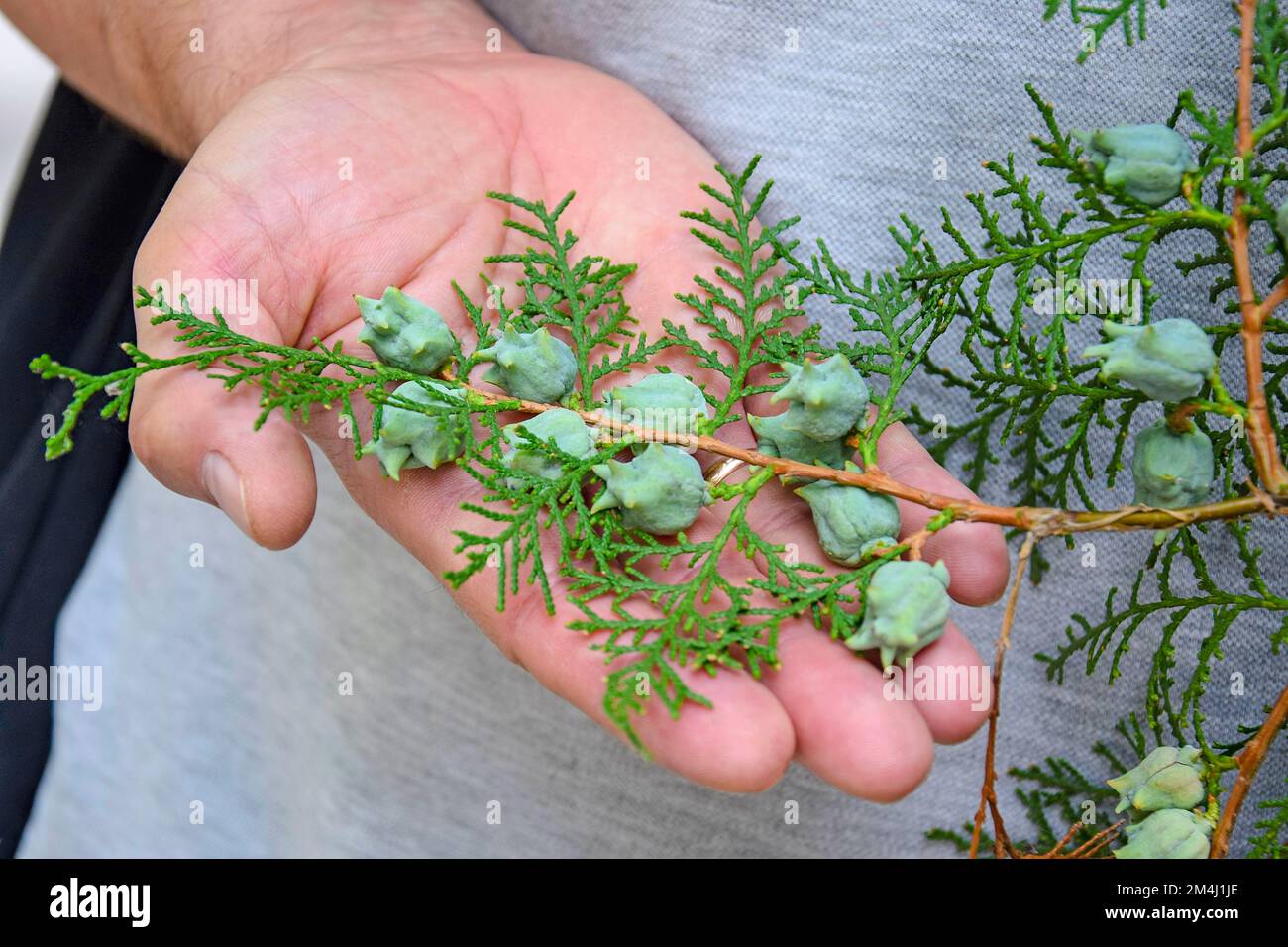 Thuja tree care. Thuja branch with fruits on the male palm. Close-up. Selective focus. Copy space. Stock Photo