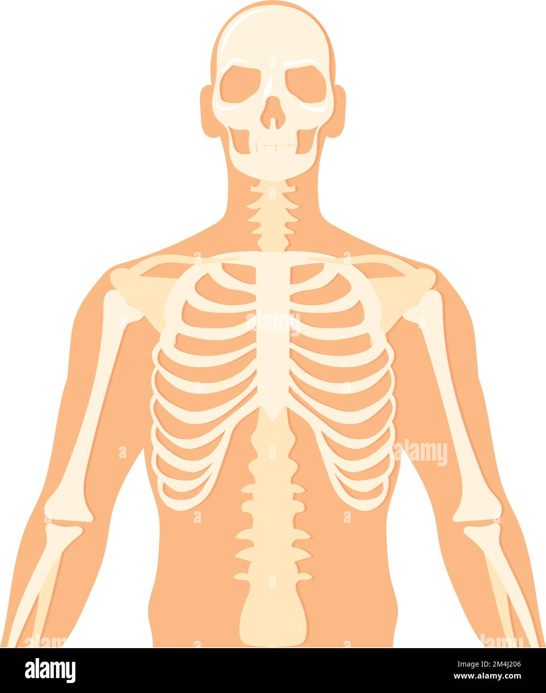 Upper body body structure human skeleton anatomy isolated on white