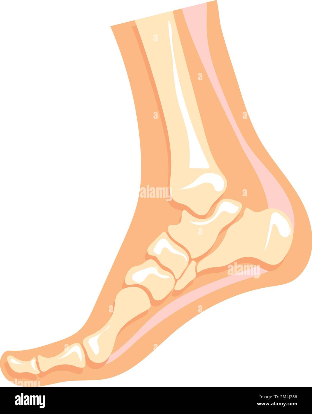 Foot bone structure. Human leg anatomy illustration isolated on white