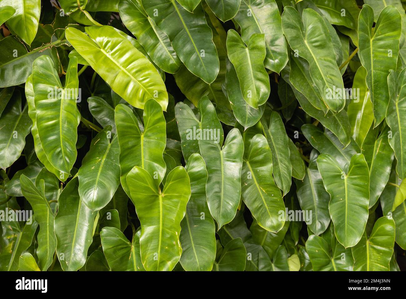 Tropical leaves background hi-res stock photography and images - Alamy