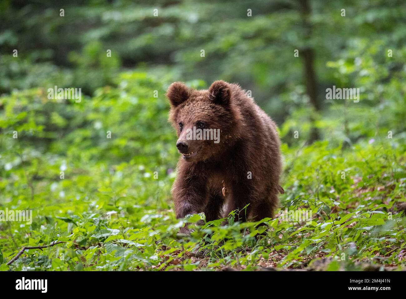 European brown bear (Ursus arctos arctos), young in the forest ...