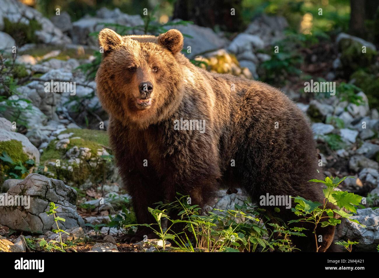 European brown bear (Ursus arctos arctos) in the forest, Notranjska ...