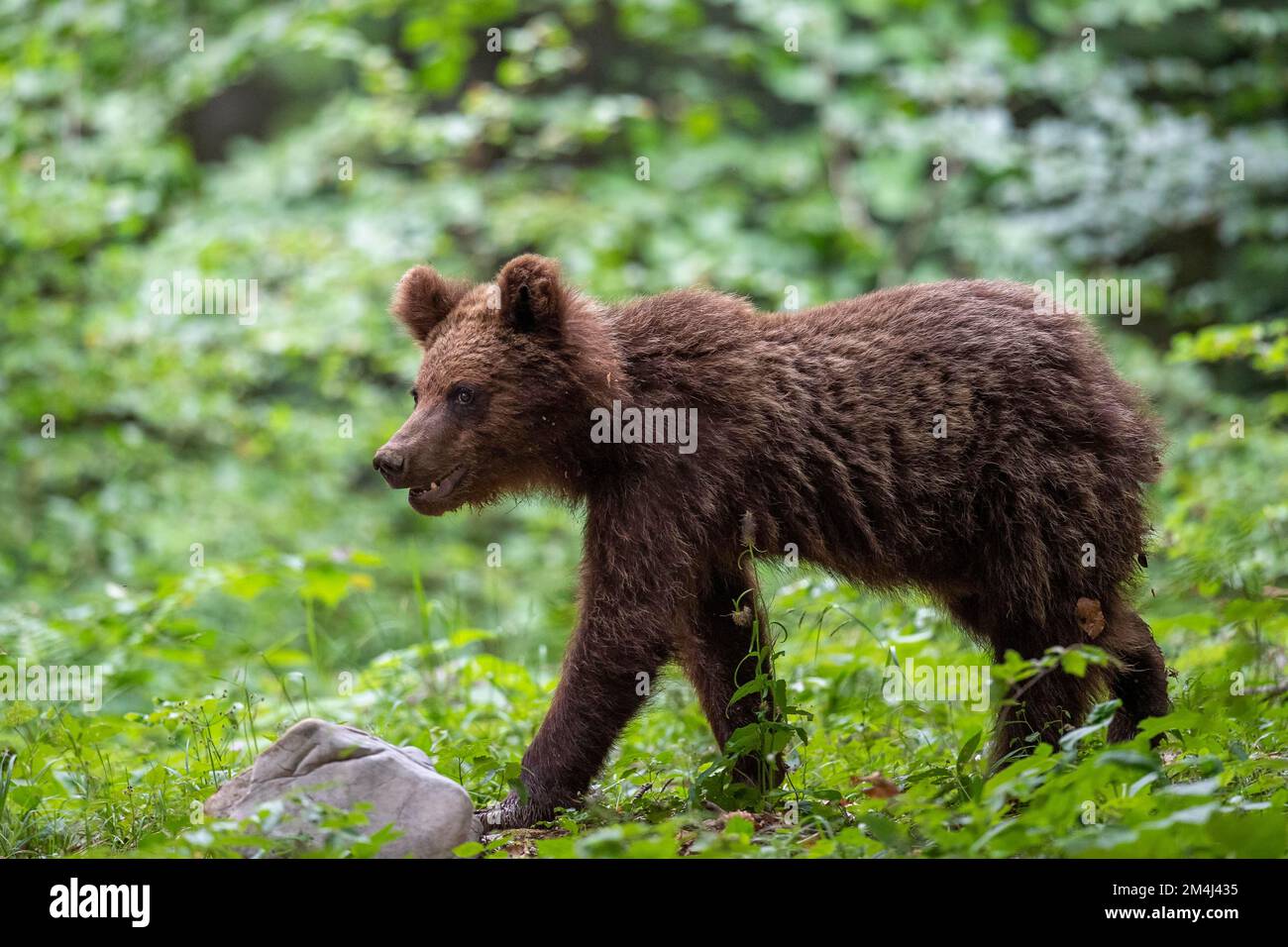 European brown bear (Ursus arctos arctos), young in the forest ...
