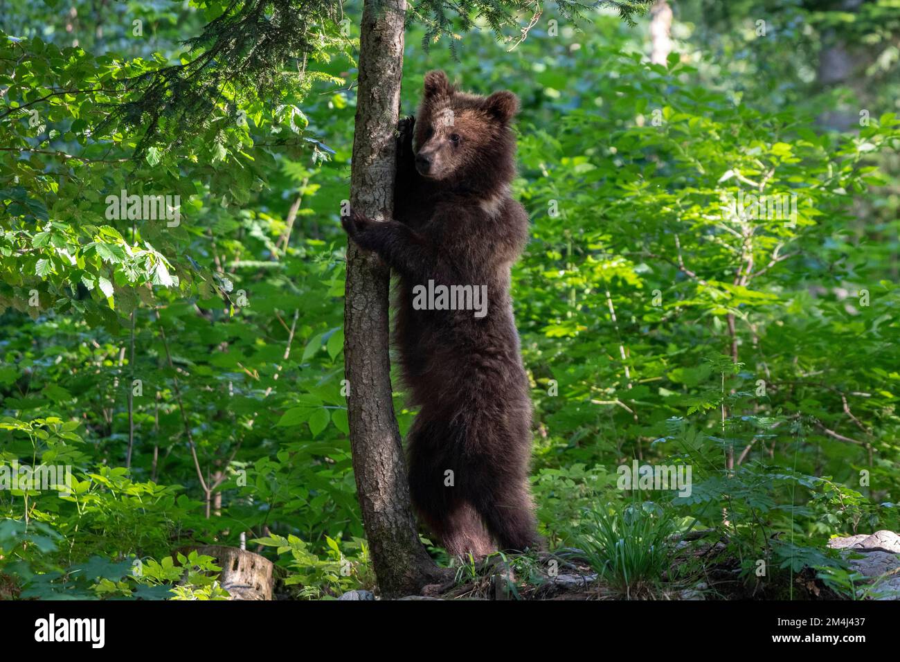 European brown bear (Ursus arctos arctos), standing in the forest ...