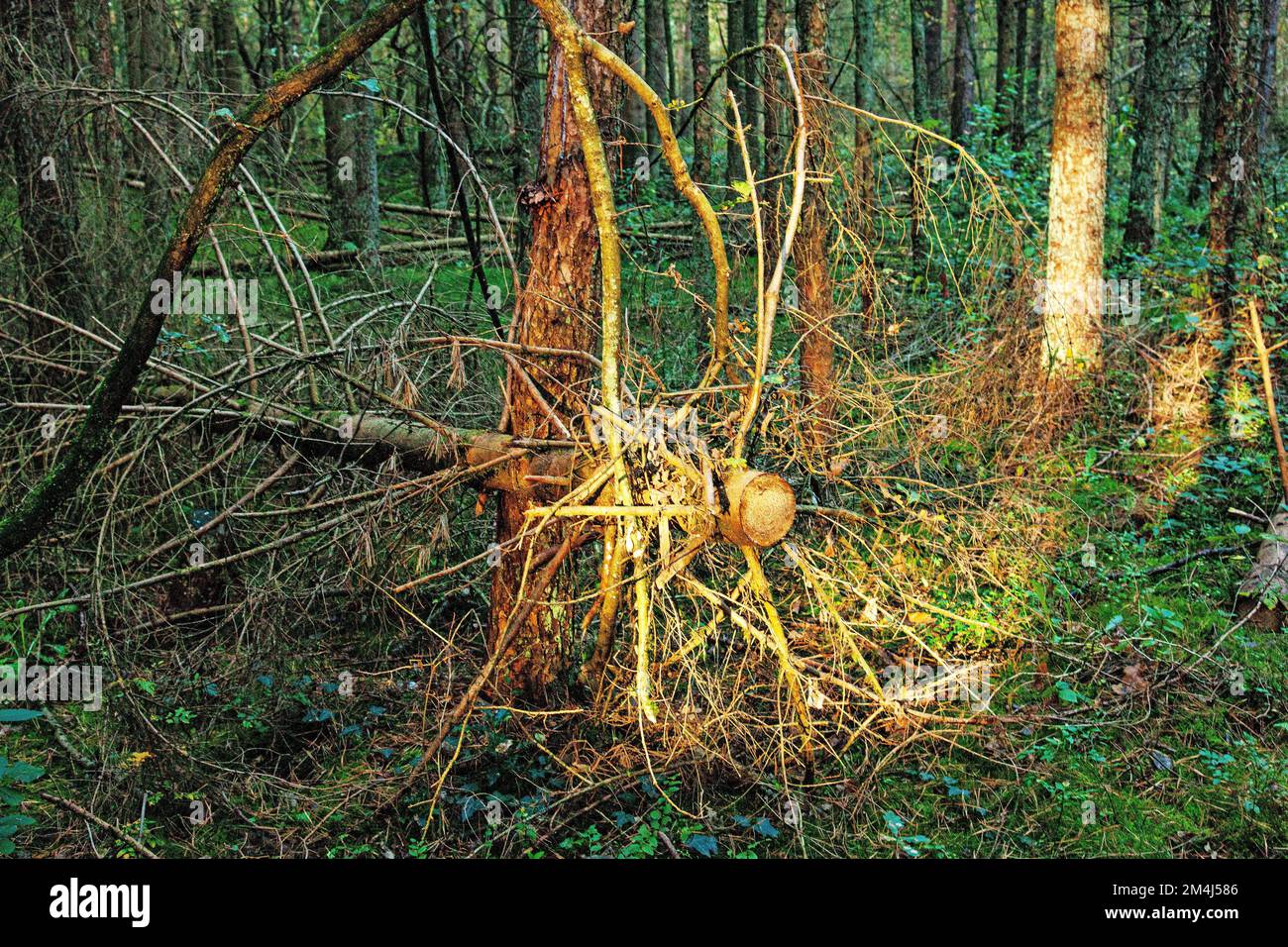 Sawed-off tree in the Hollsand nature reserve, Uplengen, East Frisia