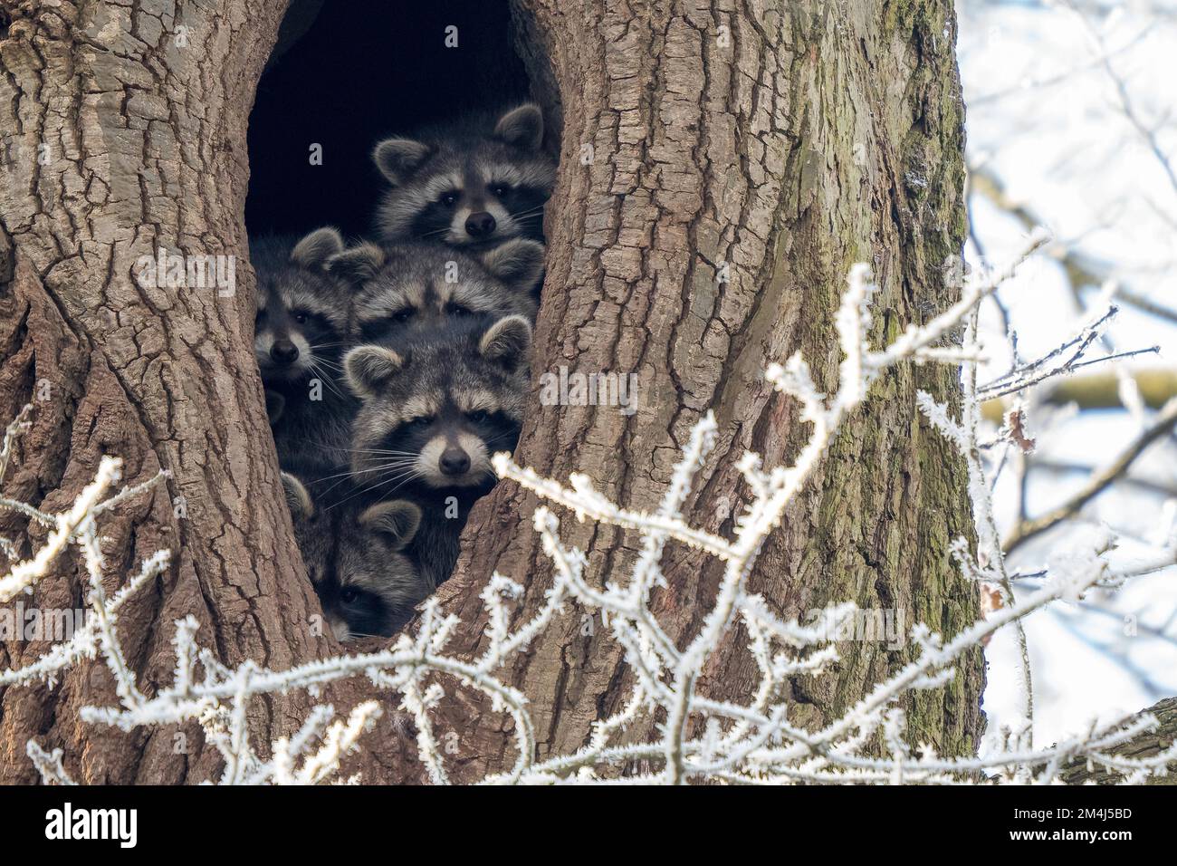 Raccoons nest hires stock photography and images Alamy