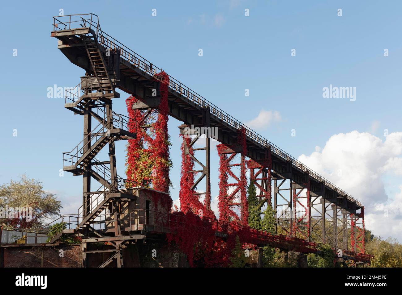 Wild grapevine in autumn colours growing on steel structure, disused steelworks, Duisburg-Nord Landscape Park, Duisburg-Meiderich, North Stock Photo