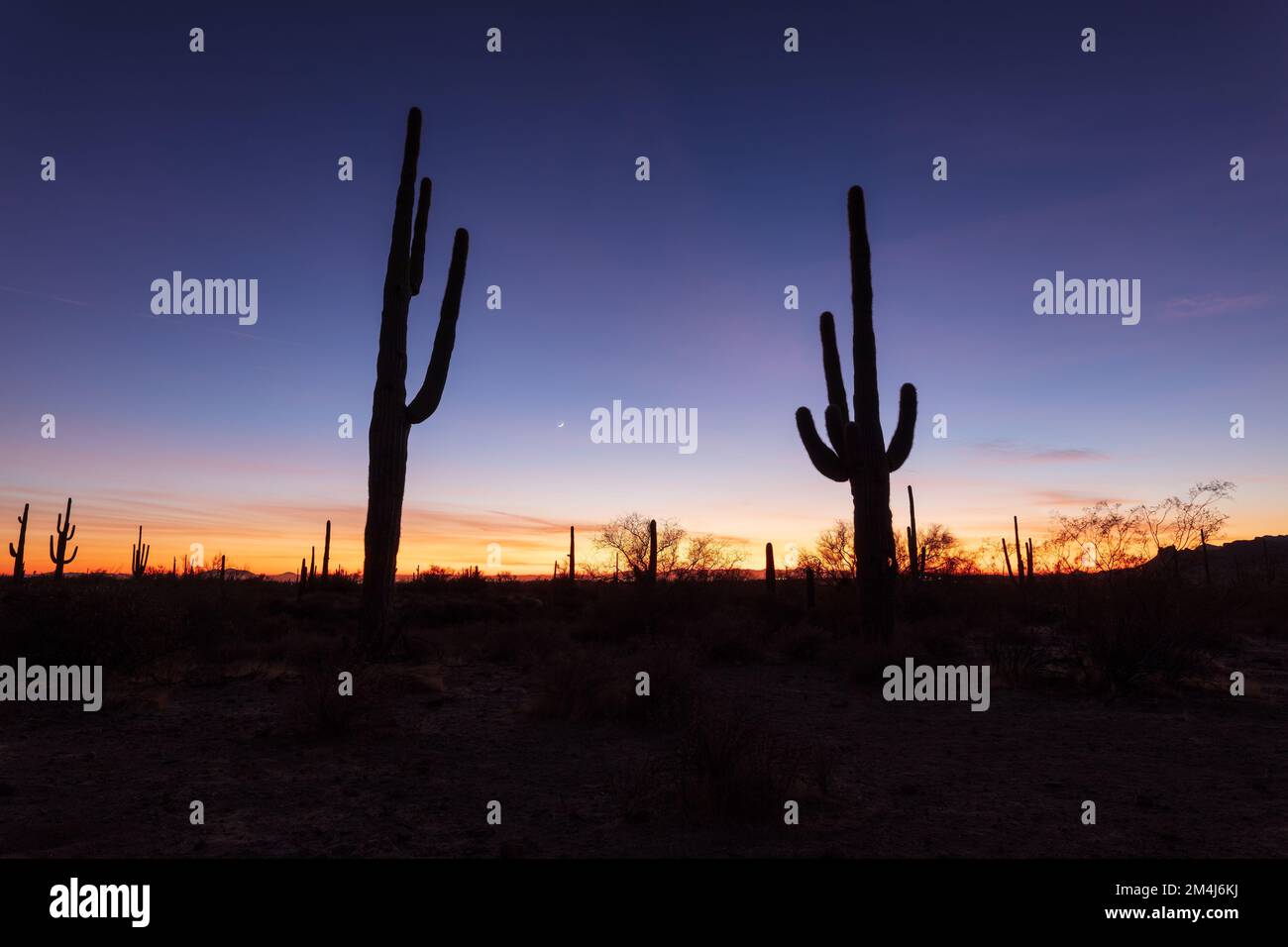 Saguaro Cactus silhouettes in the desert at twilight near Phoenix ...