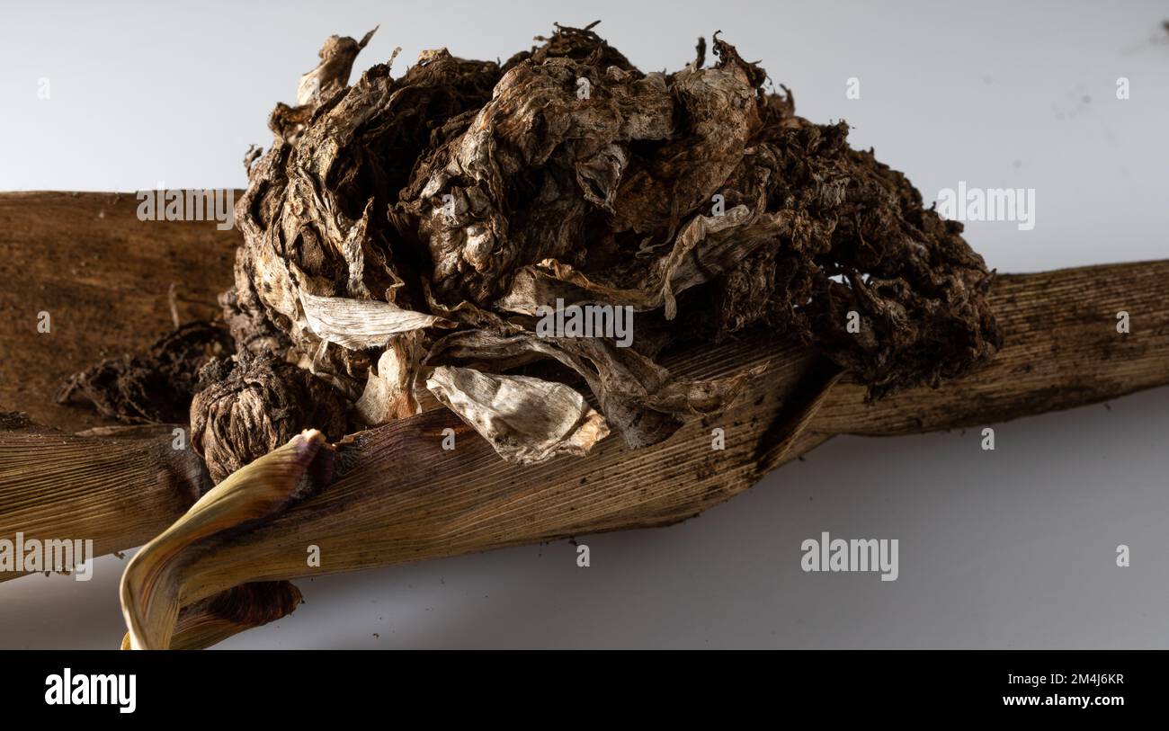 corn mold on a cob isolated on white background, phytopathogenic fungi