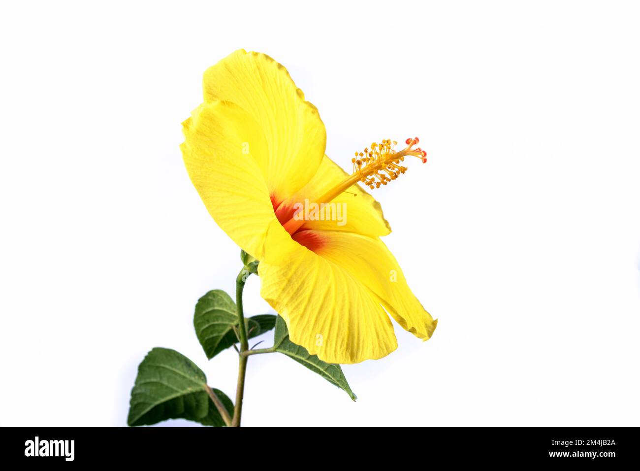 Brazil Morro de Sao Paulo - Huge colerful Yellow Hibiscus - Hibiscus  brackenridgei - Hawaiian hibiscus Stock Photo - Alamy