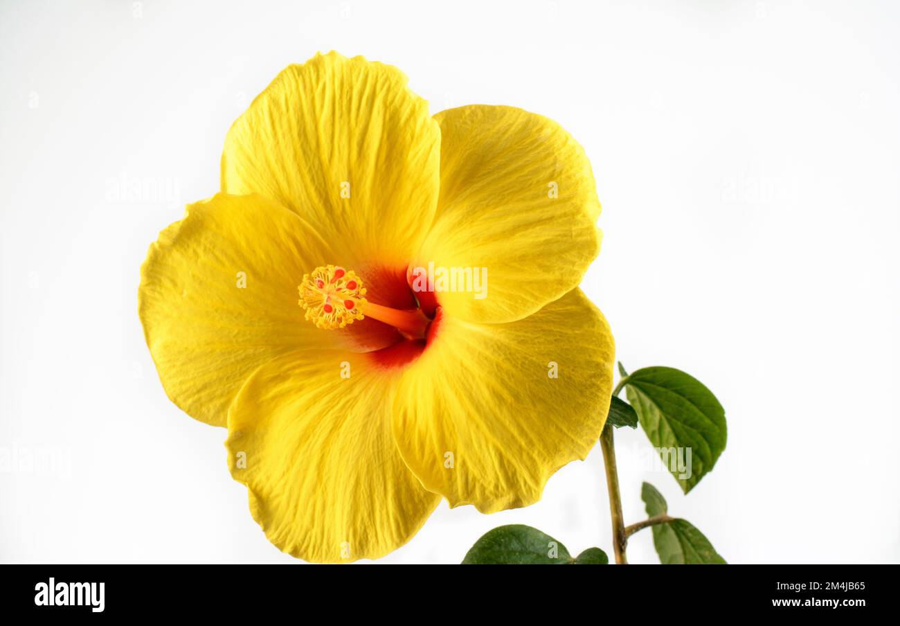 Hawaiian hibiscus. The yellow hibiscus is Hawaii's state flower