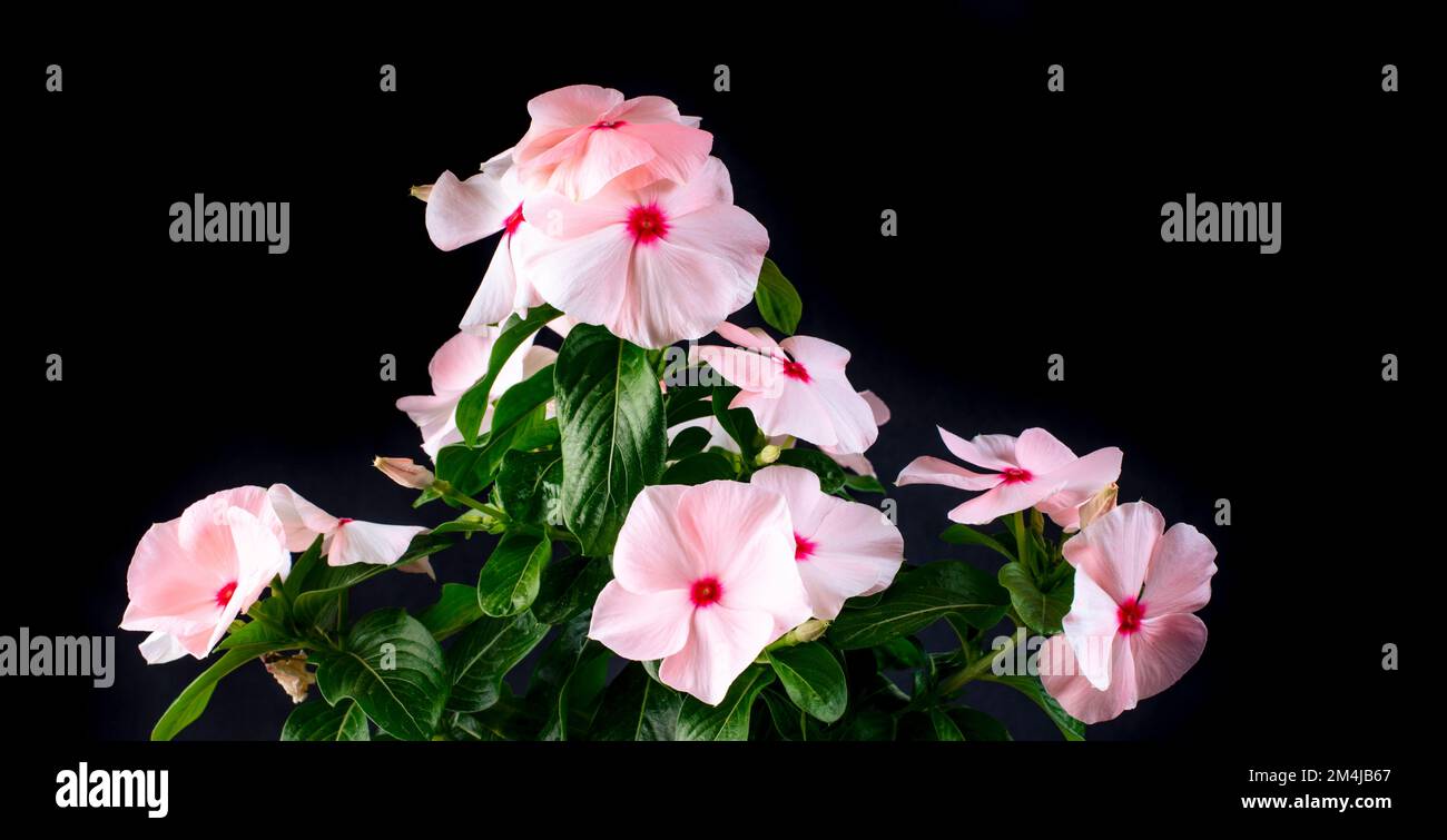 Vinca is a genus of flowering plants in the family Apocynaceae, native to Europe, northwest Africa and southwest Asia. The English name is periwinkle. Stock Photo