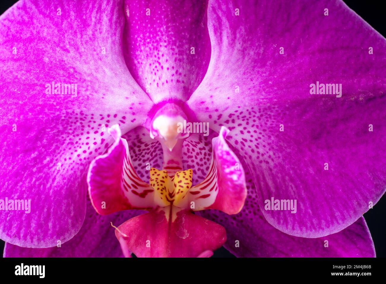Orchid. Phalaenopsis is a genus of about seventy species of plants in the family Orchidaceae. Stock Photo