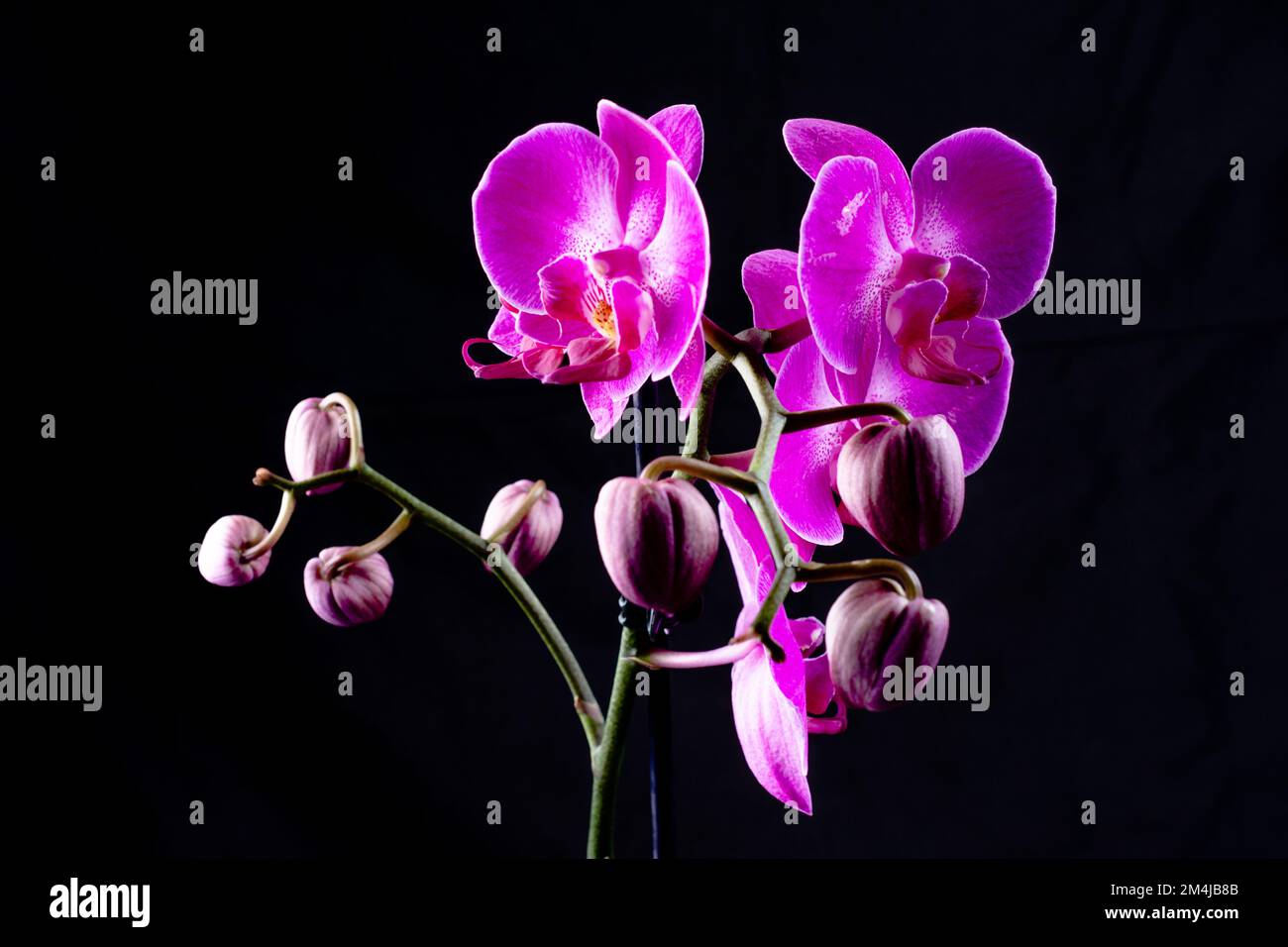Orchid. Phalaenopsis is a genus of about seventy species of plants in the family Orchidaceae. Stock Photo
