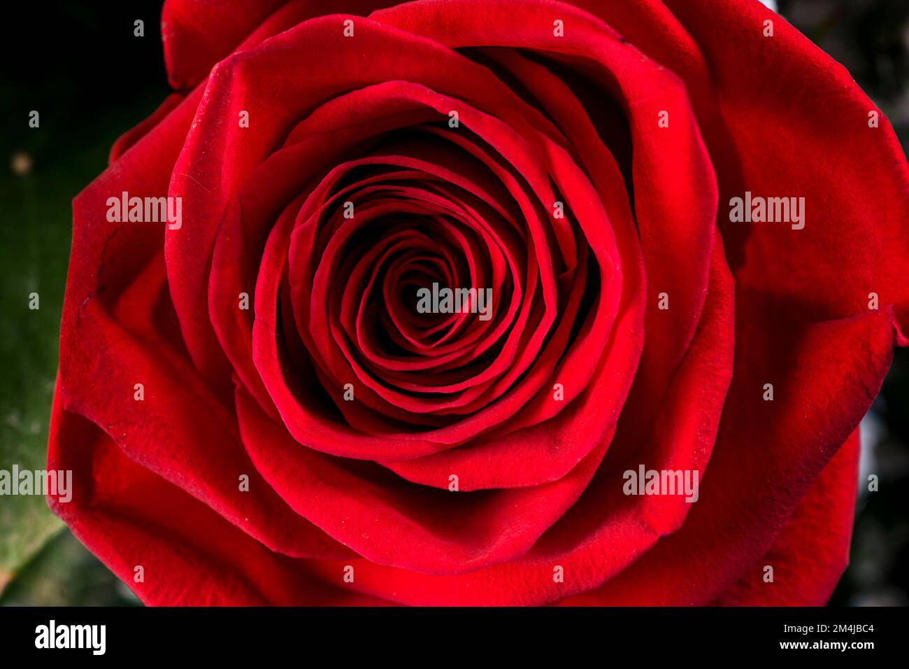 Rose red flowers hi-res stock photography and images - Alamy
