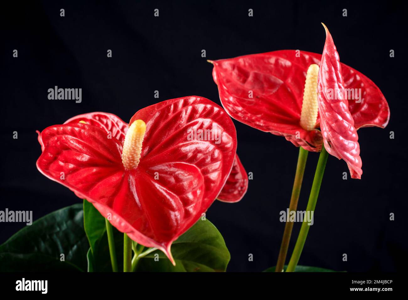 Red Anthurium Flamingo Flower isolated on black background. Anthurium is a genus of about 1000 species of flowering plants, the largest genus of the a Stock Photo