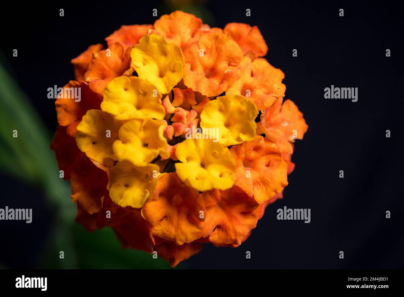 Lantana camara, commonly called lantana, is a shrub in the genus Lantana. It is native to Central and South America. It is included in the list of 100 Stock Photo