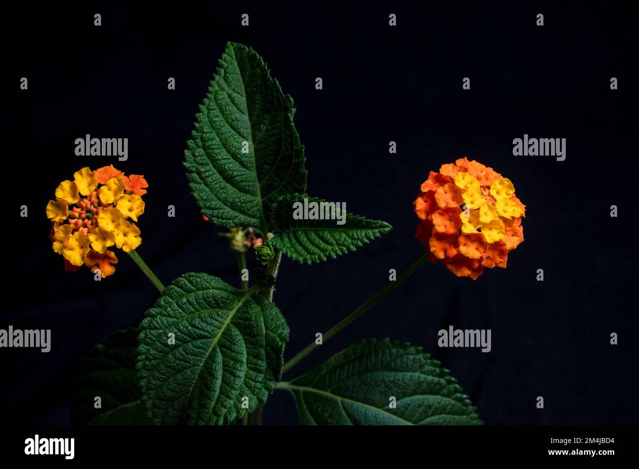 Lantana camara, commonly called lantana, is a shrub in the genus Lantana. It is native to Central and South America. It is included in the list of 100 Stock Photo