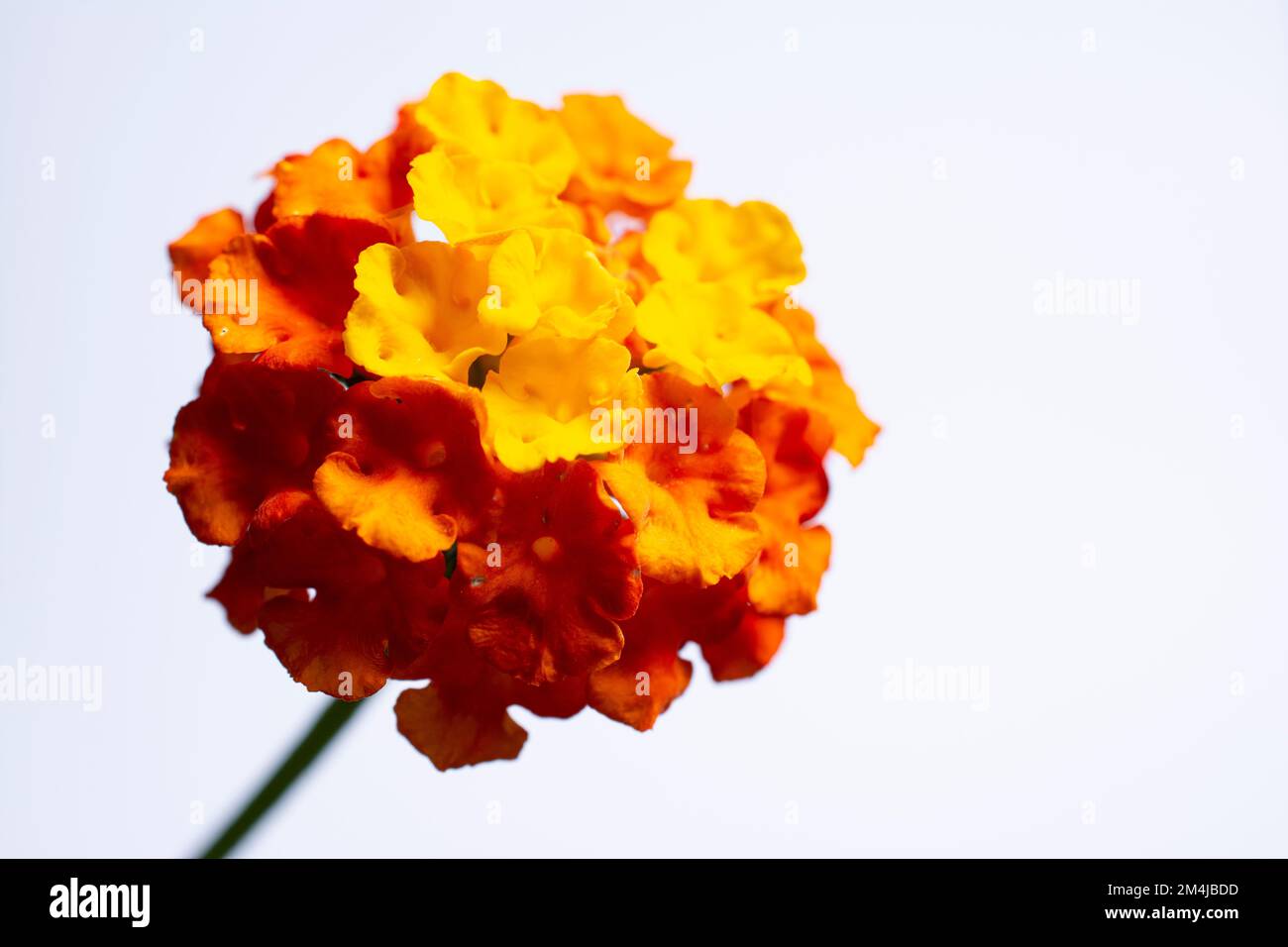 Lantana camara, commonly called lantana, is a shrub in the genus Lantana. It is native to Central and South America.It is included in the list of 100 Stock Photo