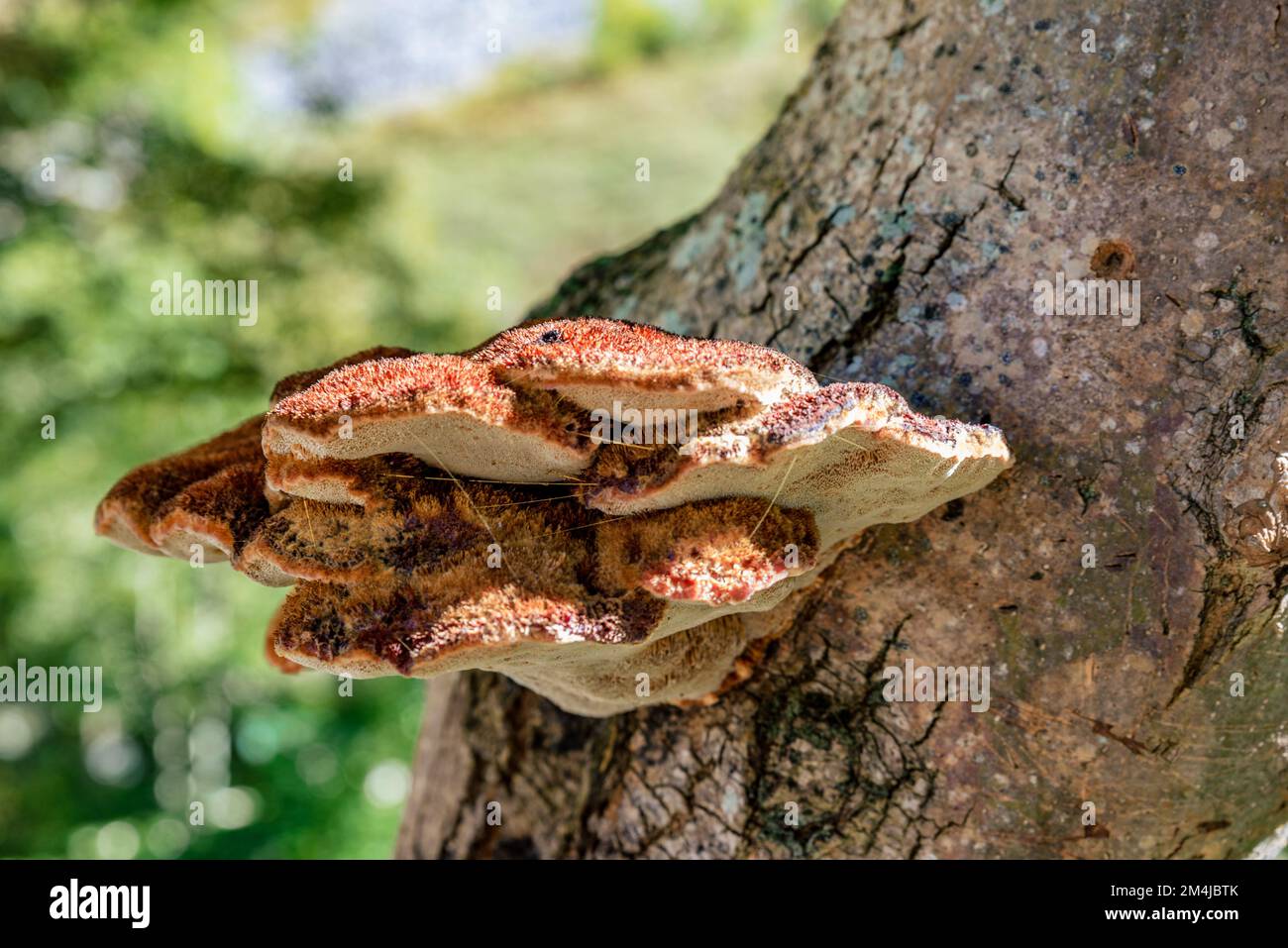 Inonotus hispidus, commonly known as shaggy bracket, is a fungus and a plant pathogen. Stock Photo
