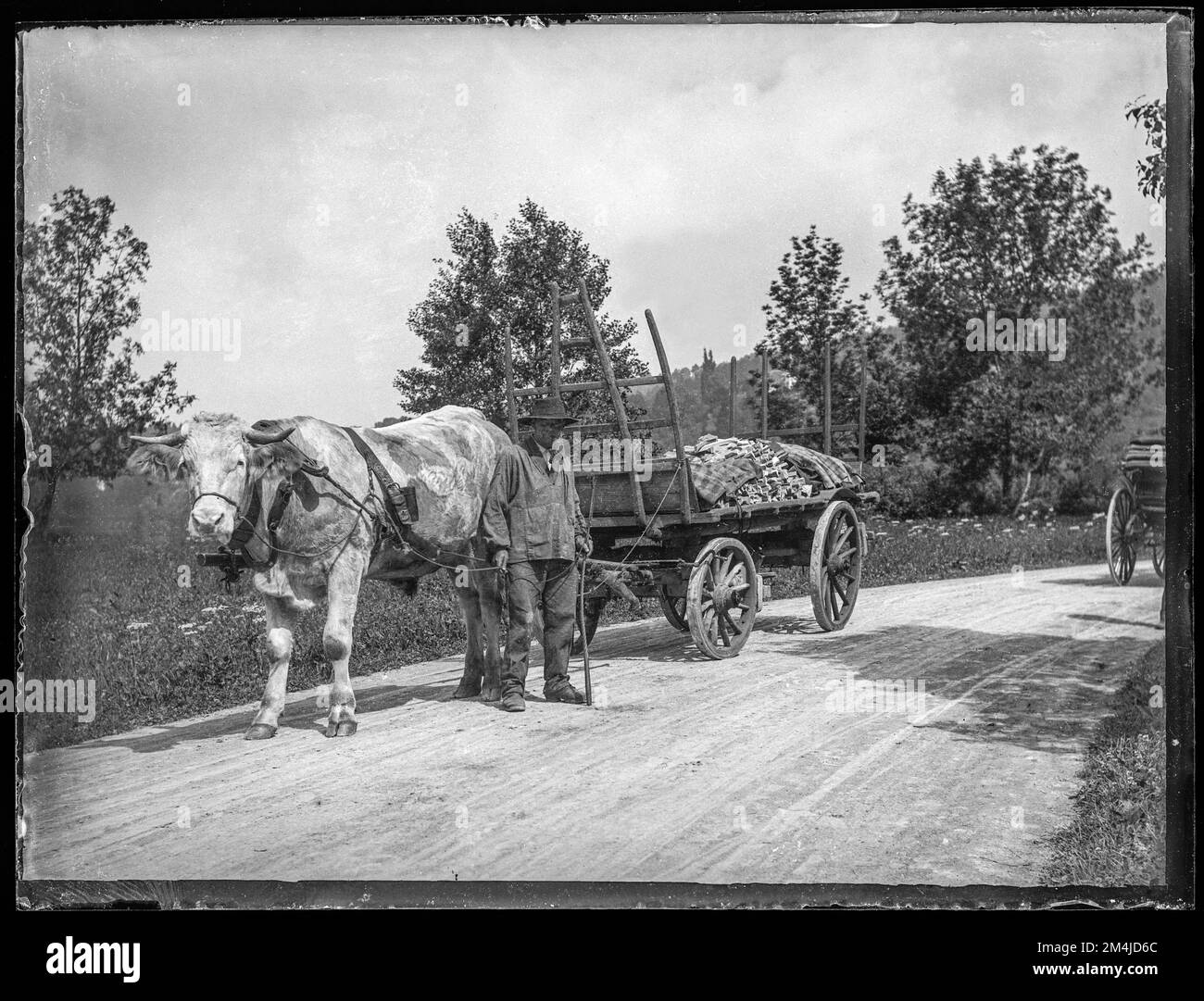 Digitised archive copy of an original quarter-plate glass negative.  Bullock cart on road with load of wood.  Believed to be in Switzerland and to date from late 19th century or early twentieth century. Stock Photo